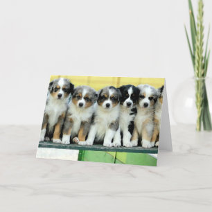 Carte de voeux vierge de chiots australiens de