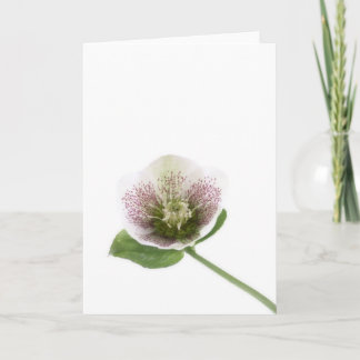 Carte de voeux vierge de Hellebore