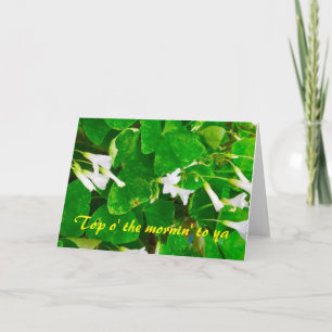 Carte de voeux vierge de shamrock