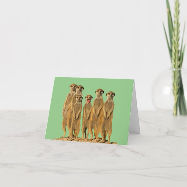Carte de vœux vierge de suricate (Devant)
