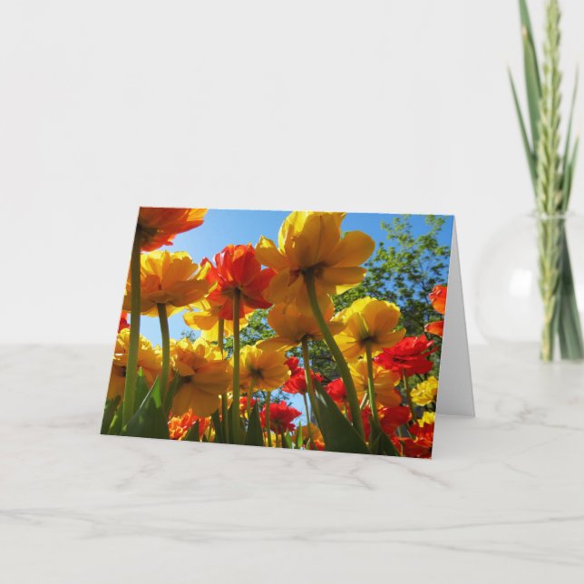 Carte de voeux vierge des tulipes 8 (Devant)