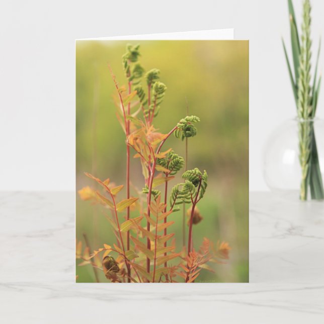 Carte de voeux vierge Ferns tôt le matin (Devant)
