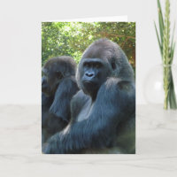 Carte de voeux vierge Gorilla