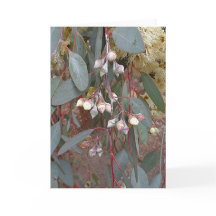 Carte de voeux vierge - Gum Nuts