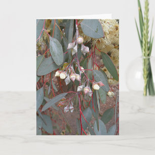 Carte de voeux vierge - Gum Nuts