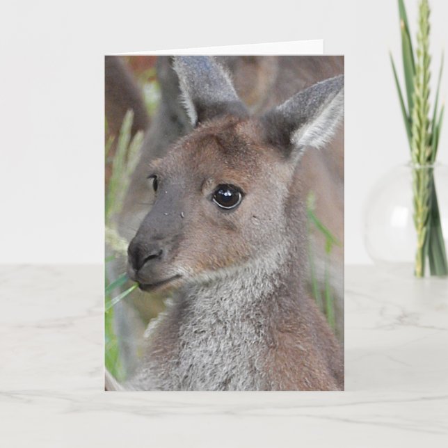 Carte de voeux vierge - Kangaroo Joey (Devant)