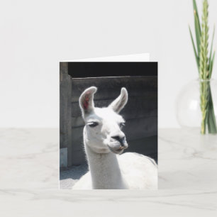 Carte de vœux vierge Llama souriant