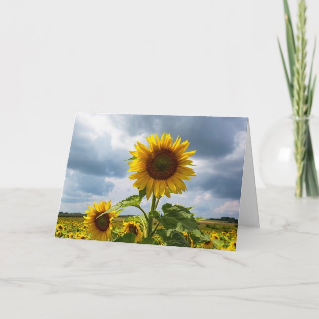 Carte de vœux vierge tempête de tournesol (Devant)