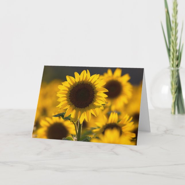 Carte de vœux vierge tournesol rétro-éclairé (Devant)