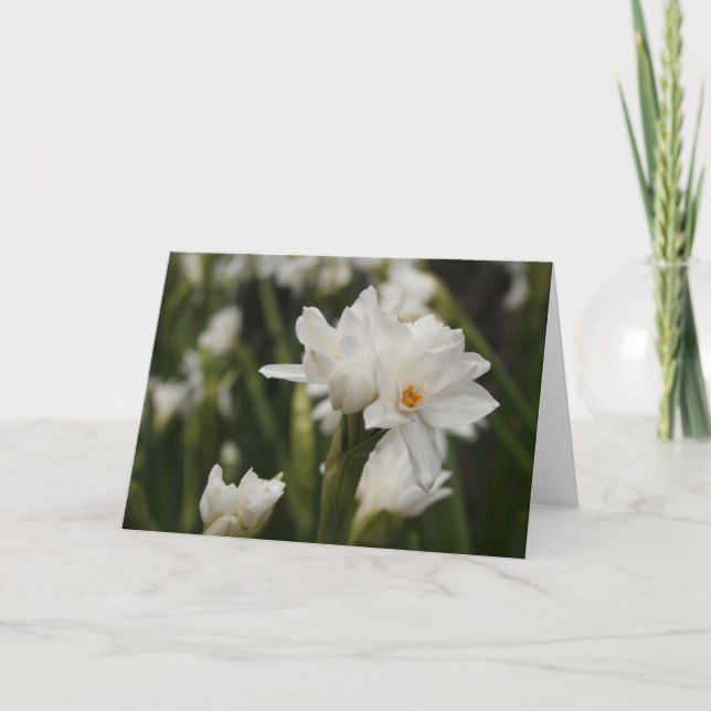 Carte de voeux White Jonquils (Devant)