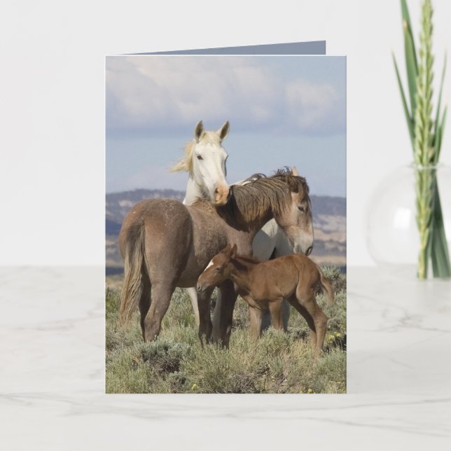Carte de voeux Wild Family Wild Horse (Devant)