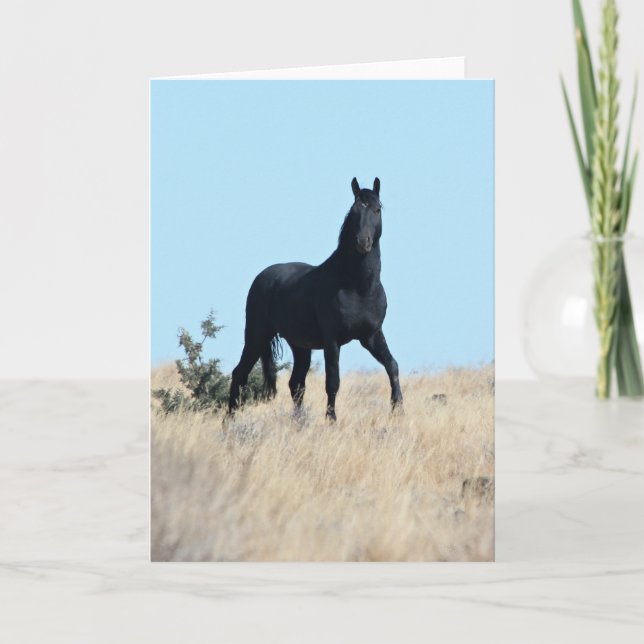 Carte de voeux Wild Stallion Voodoo (Devant)
