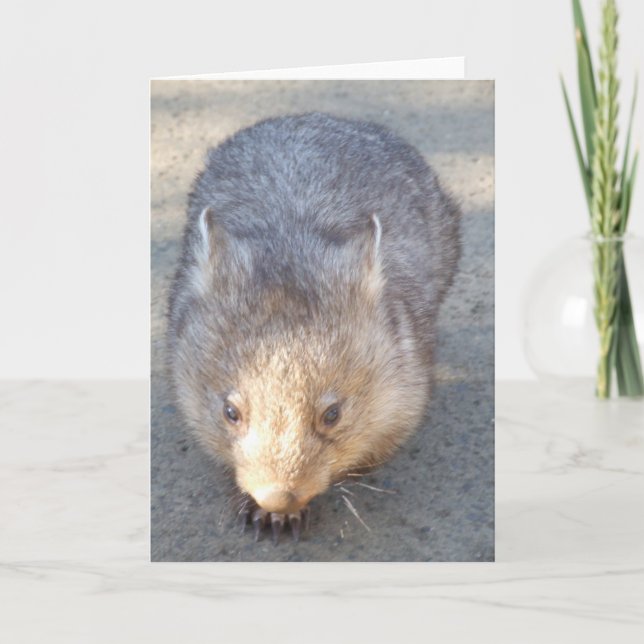 Carte de voeux Wombat (Devant)