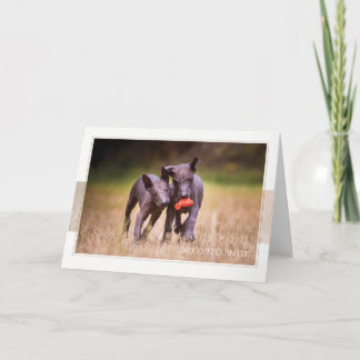 Carte de voeux Xoloitzcuintle Puppies