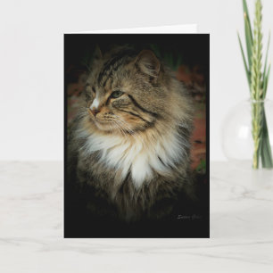 Carte de votre manquant pour le chat de forêt norv