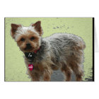 Carte de Yorkshire Terrier