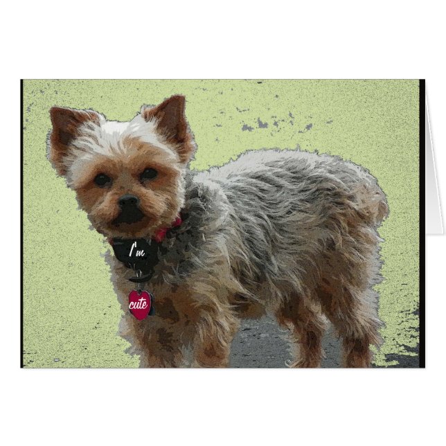 Carte de Yorkshire Terrier (Devant horizontal)