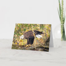 Decorah North Eagles : La lune de récolte