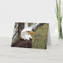 Decorah North Eagles : La Lune des castors