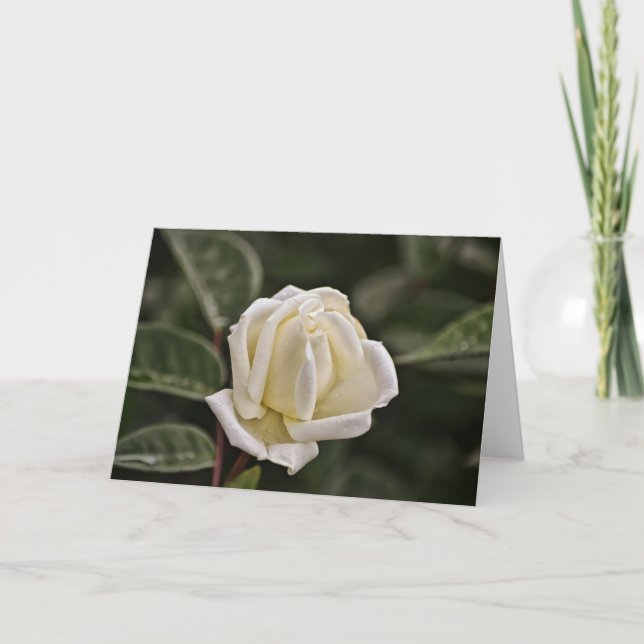 Carte d'écriture rose blanche Proverbes 3 (Devant)
