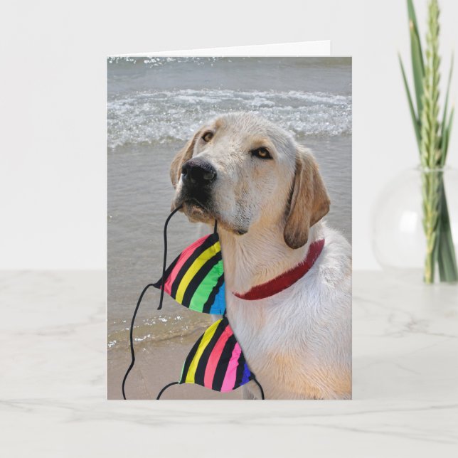 Carte Demi-anniversaire Labrador extracteur avec bikini (Devant)