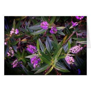 Carte des doigts Hebe Mauve
