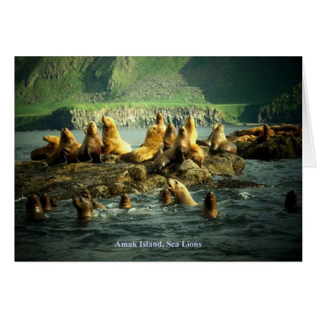 Carte des lions de mer de l'île Amak (Devant Horizontal)