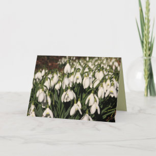 Carte des snowdrops