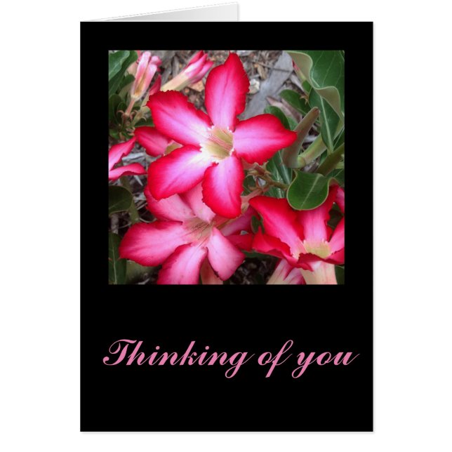 Carte Desert Rosereeting (Devant)