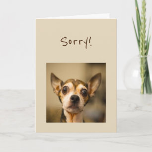 Carte Désolé Belated Birthday Fun Chihuahua Dog