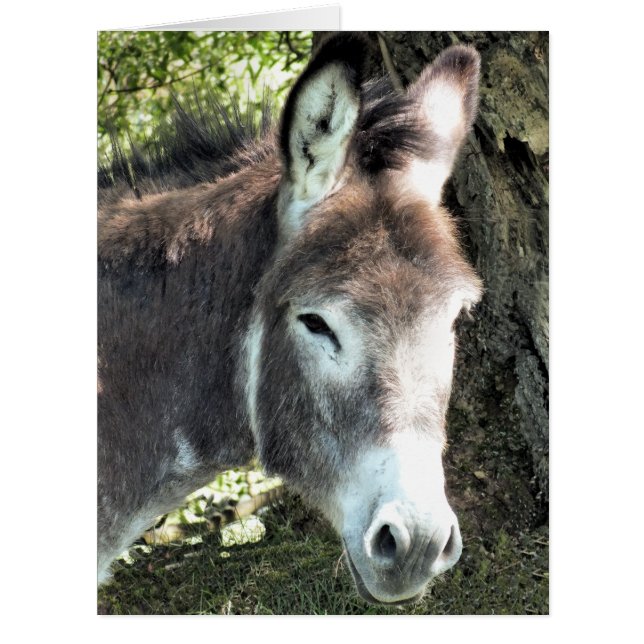 CARTE D'ETABLISSEMENT DE DONKEY (Devant)