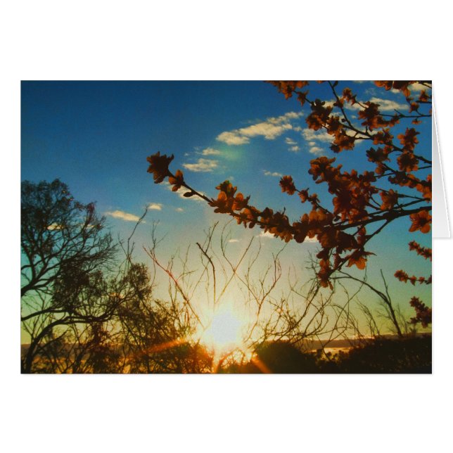 Carte d'étincelle Sunset Blossoms Spring (Devant horizontal)