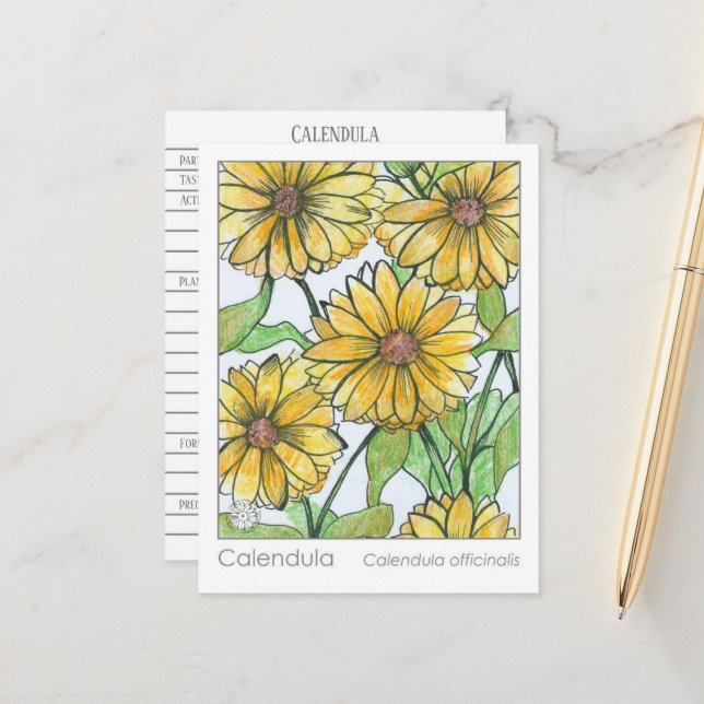 Carte d'étude sur les plantes Calendula Materia Me (Devant/Arrière en situation)