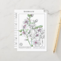 Carte d'étude sur les plantes Marshmallow Materia