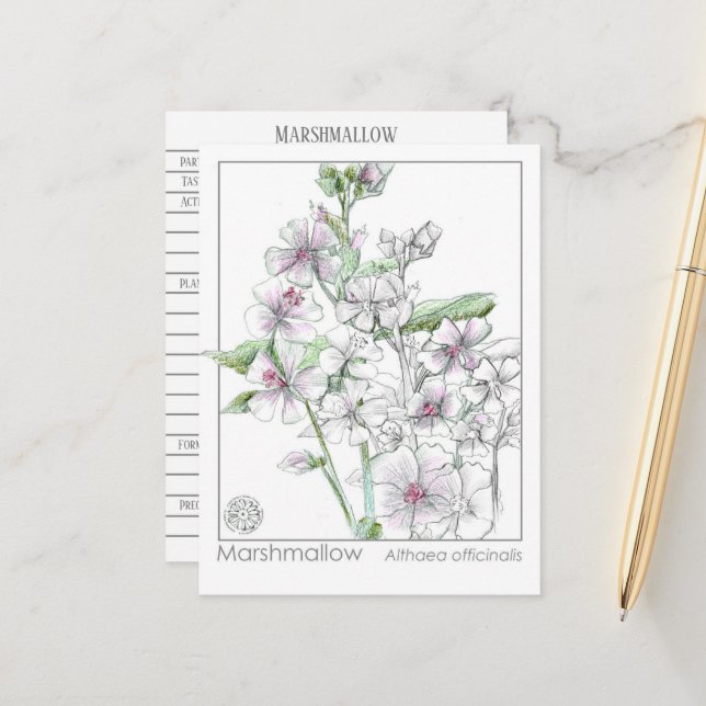 Carte d'étude sur les plantes Marshmallow Materia  (Devant/Arrière en situation)