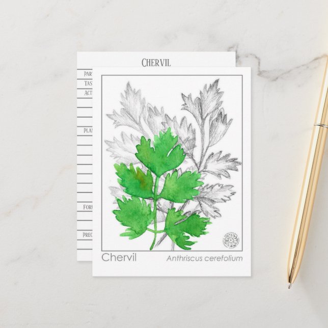Carte d'étude sur les plantes Materia Medica Cherv (Devant/Arrière en situation)
