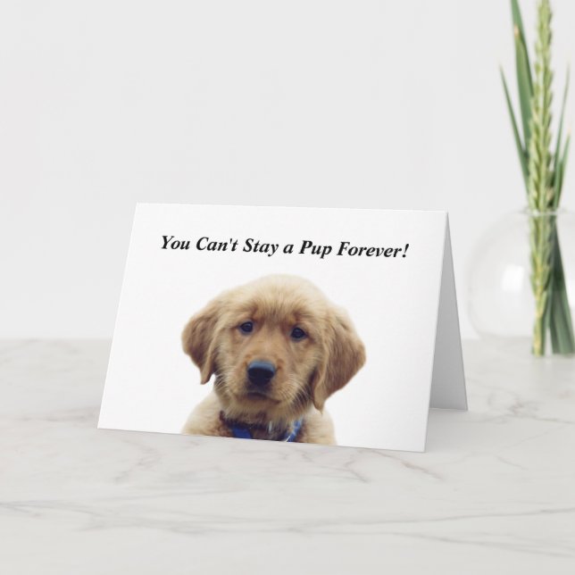 Carte d'études pour marionnettes Golden Retriever (Devant)