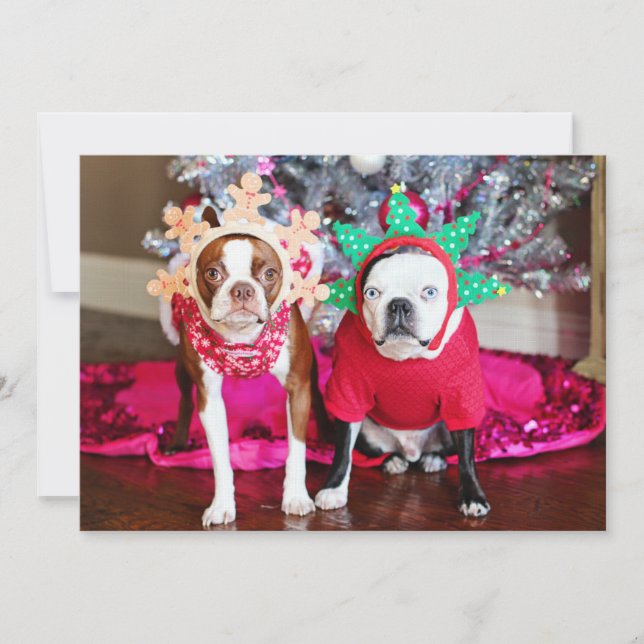 Carte Deux BostonTerriers (Devant)