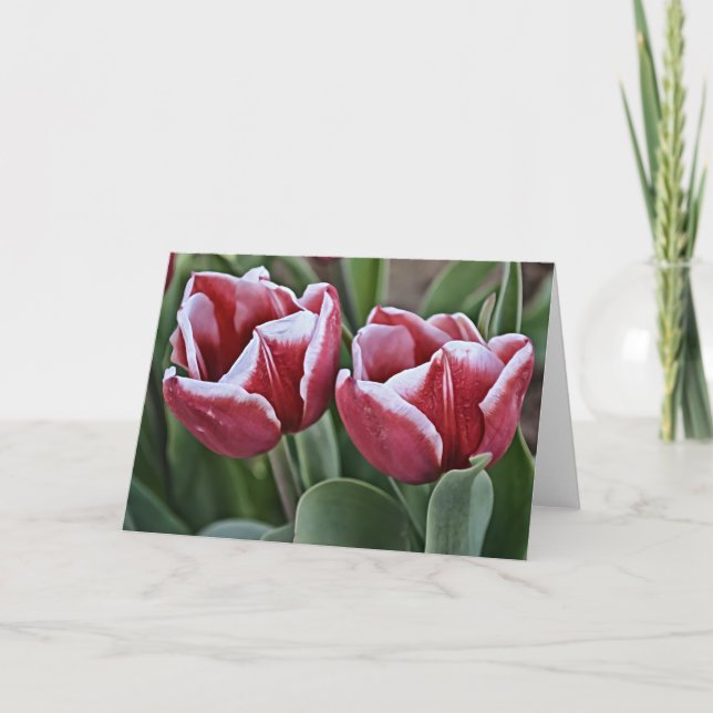 Carte Deux fleurs de tulipe magenta (Devant)