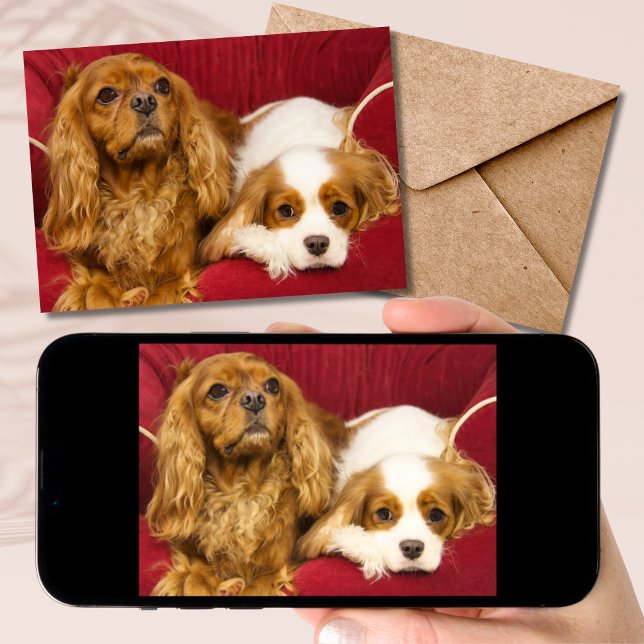 Carte Deux Meilleurs Amis CKCS Ruby Et Blenheim Card (Créateur téléchargé)