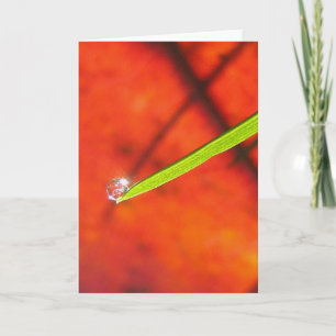 Carte Dew Drop om Green Grass Méditation paisible