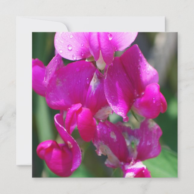 Carte Dew Drops on Sweet Pea (Devant)