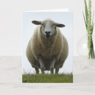 Carte d'excuses de moutons