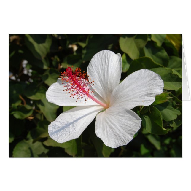 Carte d'hibiscus blanc hawaïen (Devant horizontal)