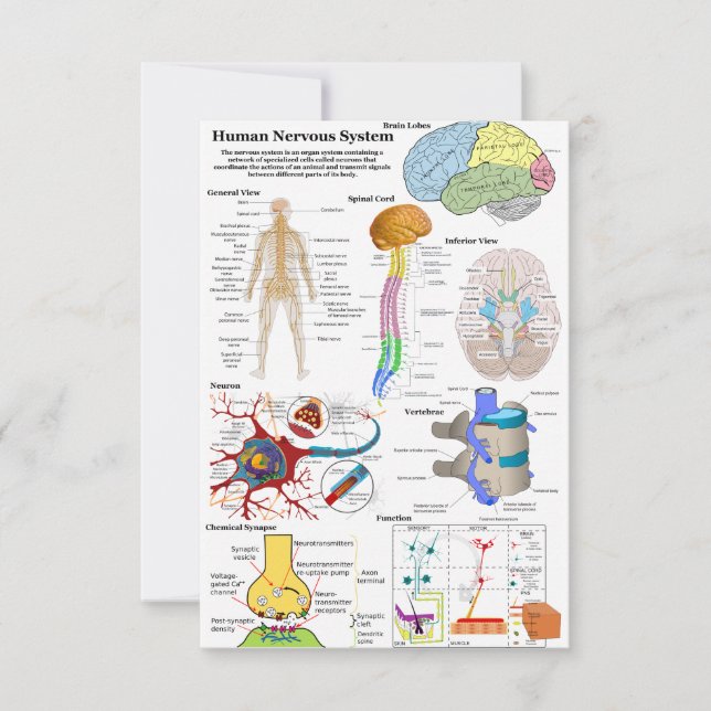 Carte Diagramme du cerveau humain et du système nerveux  (Devant)