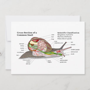 Carte Diagramme d'un escargot de jardin commun (Helix as