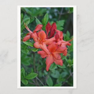 Carte d'invitation native Azalea Spring