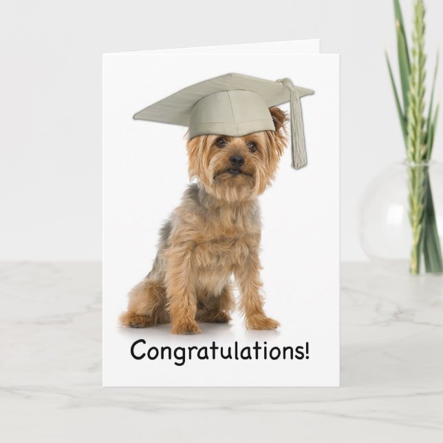 Carte Diplôme Yorkie Félicitations Yorkie (Devant)