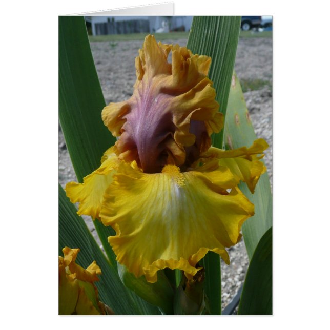 CARTE d'IRIS - NOUVEAU RICHE - carte vierge (Devant)