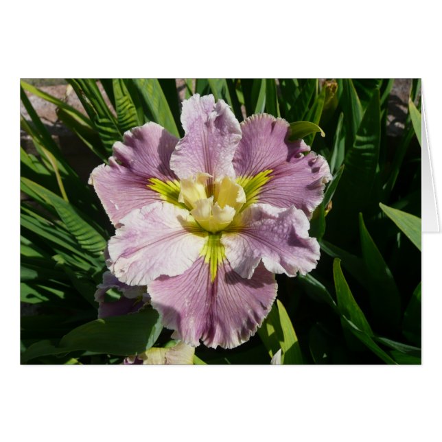 CARTE d'IRIS - RETARDATAIRE de DUREL - carte (Devant Horizontal)